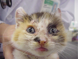 写真３．猫の疥癬症